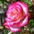 rosarose