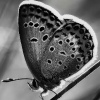 Butterfly227