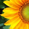 sunflower23