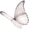 Butterfly81