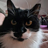 Catguy