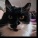 Catguy